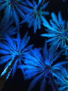 Electric Palm - Blue