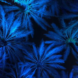 Electric Palm - Blue Square