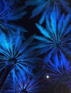 Electric Palm - Blue Moon