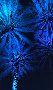 Electric Palm - Blue Tall