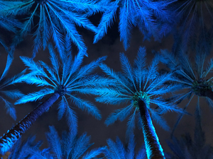 Electric Palm - Blue Landscape