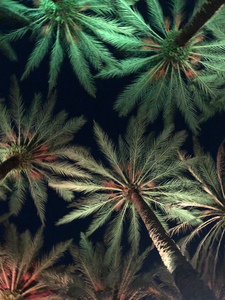Electric Palm - Celadon Print