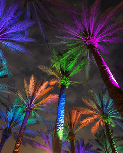Electric Palm - Multi-Color Clouds