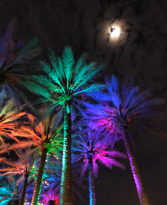 Electric Palm - Moon In Clouds
