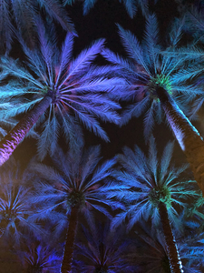 Electric Palm - Cool
