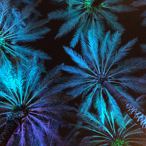 Electric Palm - Cool Square
