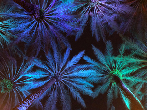 Electric Palm - Cool Landscape