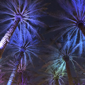 Electric Palm - Cool Pastels
