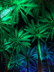 Electric Palm - Gradient
