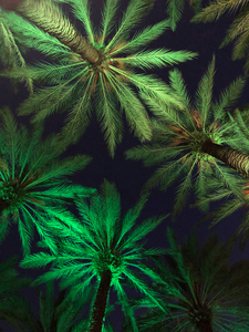 Electric Palm - Gradient in Green