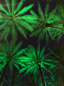 Electric Palm - Green