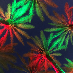 Electric Palm - Holidays