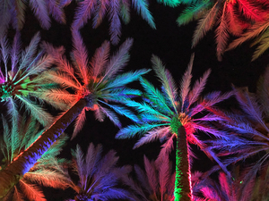 Electric Palm - Multi-Color  Landscape 1