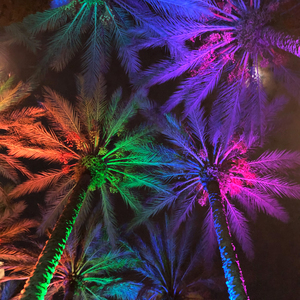 Electric Palm - Multi-Color Square