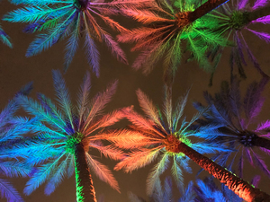 Electric Palm - Multi-Color  Landscape 2