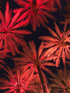 Electric Palm - Tangerine