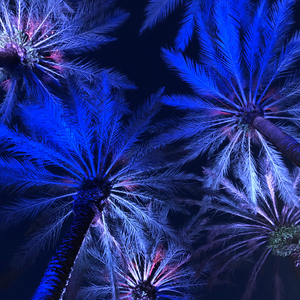 Electric Palm - Blue & Blush Square