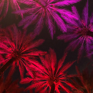 Electric Palm - Red & Pink