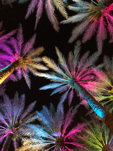 Electric Palm - Pink Lemonade