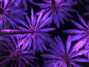 Electric Palm - Violet Landscape