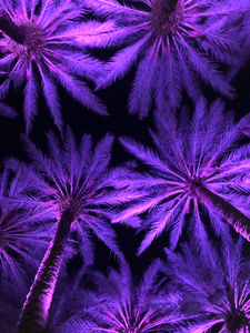 Electric Palm - Violet