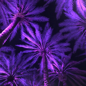 Electric Palm - Violet Square
