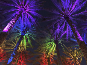 Electric Palm - Rainbow Landscape 2