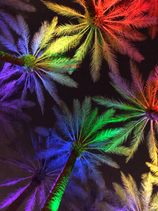 Electric Palm - Rainbow