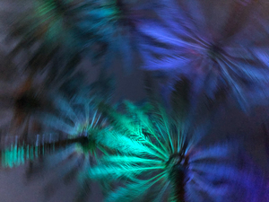 Electric Palm - Ocean Spin