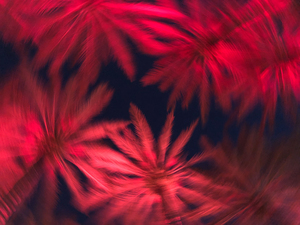 Electric Palm - Red Spin