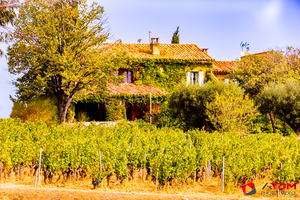 Vignoble
