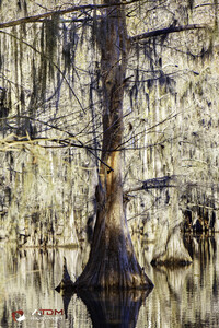Caddo Lake
