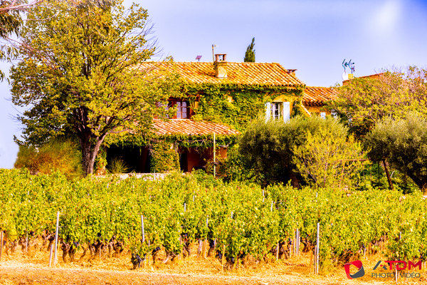 Vignoble Print