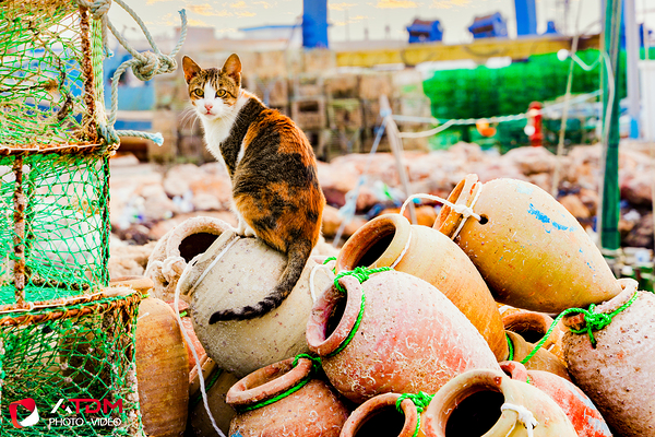 minou Print