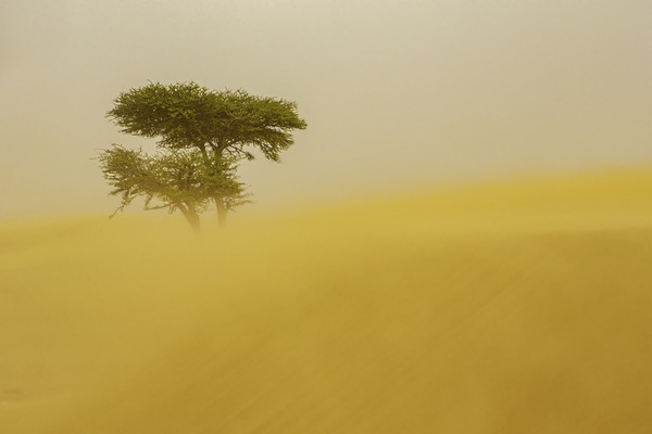 Tempete de sable Print