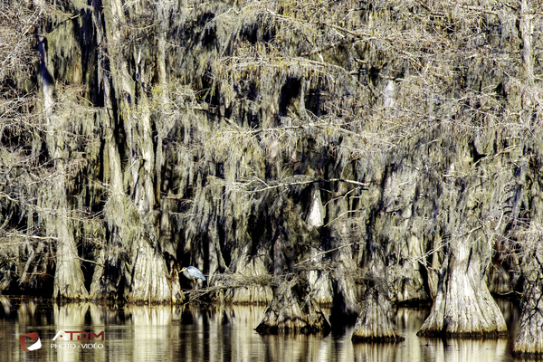 Caddo Lake Print