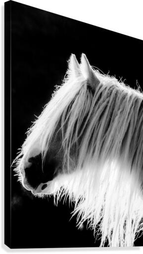 Gypsy Canvas Print
