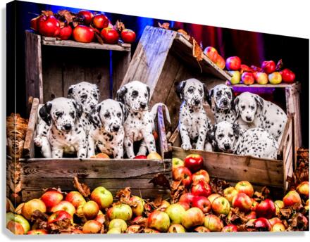 Dalmaciens Canvas Print
