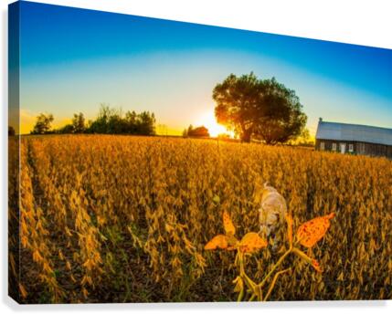Récolte Canvas Print