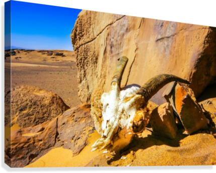 Gazelle Canvas Print