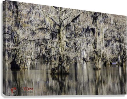 Caddo Lake Canvas Print