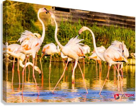 Flamants Canvas Print