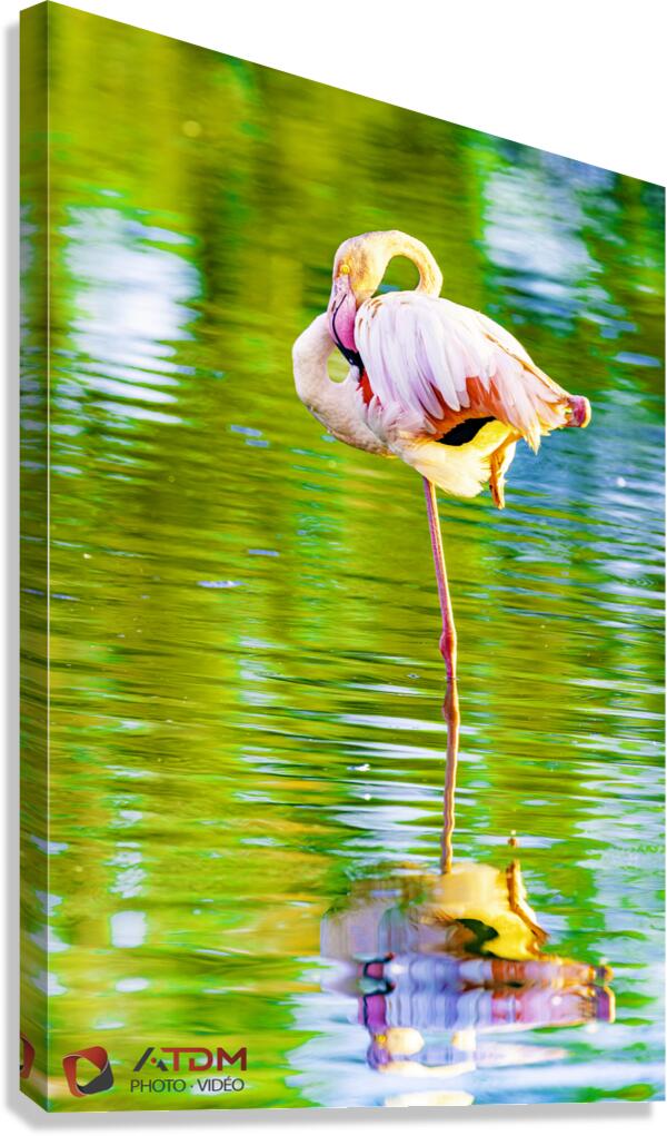 flamant Canvas Print