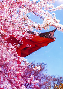 Sakura Steel Sakura Japanese Art