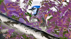 Geai Bleu sur fond pourpre