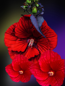Hibiscus rouge.