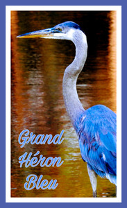 Grand Heron bleu du Canada