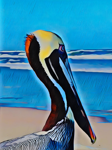 Pelican 