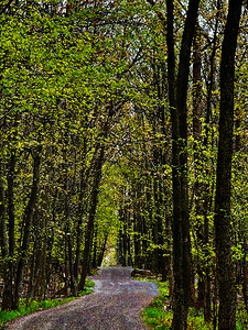 Sous Bois Michel Chartrand