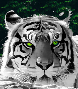 Tigre aux yeux verts